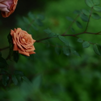 薔薇Ⅵ