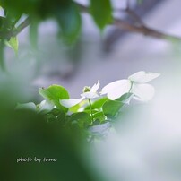 OLYMPUS(オリンパス)のレンズ M.ZUIKO DIGITAL 45mm F1.8