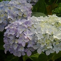 薄紫と白が交わるアジサイ（6月21日）