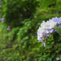 OLYMPUS(オリンパス)のミラーレス一眼OLYMPUS PEN Lite E-PL6 で