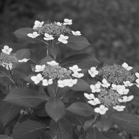 ショット数：1,377枚！]オリンパス E-PL8 #C338 ショット数：1,377枚