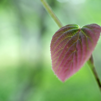 【ほんとイイ】Ai Micro-Nikkor 55mm f2.8 S￼ 作例付き ニコン『AI Micro-Nikkor 55mm f/2.8S』作例 #夕日 #植物 #野花