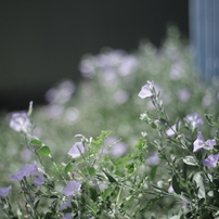 CANON(キヤノン)のレンズ EF50mm F1.8 II で撮影した写真(画像