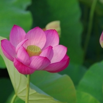 ♥︎◇近くから遠くまでOK♪ ◇TAMRON 18-250mm PENTAX ♥︎◇近くから遠くまでOK♪ ◇TAMRON 18-250mm PENTAX