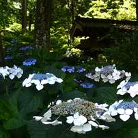 浄智寺山門の紫陽花