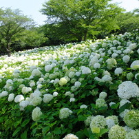 FUJIFILM(富士フイルム)のデジタルカメラFinePix F770EXR で撮影した