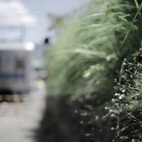 canon eos7 ef50mmF1.8 IIフィルムカメラ 作例 Canon EOS Kiss 7 一眼レフフィルムカメラと EF50mm F1.8 II 単