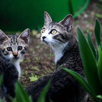 NIKON(ニコン)のレンズ Ai AF Zoom Nikkor ED 80-200mm F2.8D で撮影