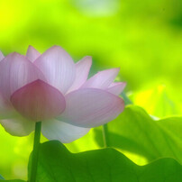 【良品/作例】Nikon AF ED 70-300mm F4-5.6D Ai AF Zoom Nikkor ED 70-300mm F4-5.6Dで撮影された写真 | 写真