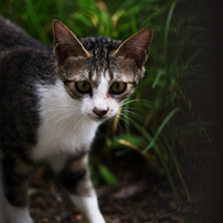 NIKON(ニコン)のレンズ Ai AF Zoom Nikkor ED 80-200mm F2.8D で撮影