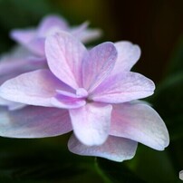 NIKON(ニコン)のレンズ Ai AF Micro Nikkor 105mm F2.8D で撮影