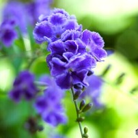 NIKON(ニコン)のレンズ Ai AF Micro Nikkor 105mm F2.8D で撮影