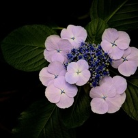 NIKON(ニコン)のレンズ AF-S DX Micro NIKKOR 40mm f/2.8G で