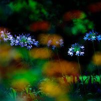 Canon - Canon EF100-400mm F4.5-5.6L IS II USM 作例 CANON(キヤノン)のレンズ EF100-400mm F4.5-5.6L IS II USM で