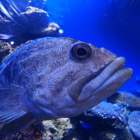 SAMYANG　7.5㎜　1:3.5 FISH-EYE MFT 7.5mm F3.5 FISH-EYE | SAMYANG | ケンコー・トキナー