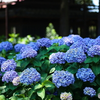 SIGMA(シグマ)のレンズ MACRO 70mm F2.8 EX DG (ｷﾔﾉﾝ用) で撮影した