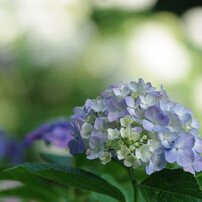 専用PENTAX ペンタックス 60-250mm F4ED   レンズ smc PENTAX-DA☆60-250mmF4ED[IF] SDM / Telephoto Lenses / K