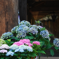 TAMRON(タムロン)のレンズ 18-270mm F/3.5-6.3 Di II VC PZD