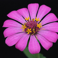 OLYMPUS(オリンパス)のミラーレス一眼OLYMPUS PEN Lite E-PL7 で