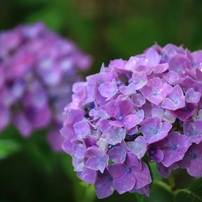 CANON(キヤノン)のレンズ EF-S55-250mm F4-5.6 IS で撮影した