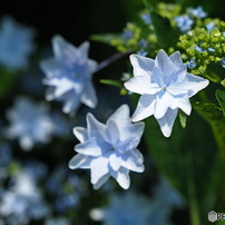紫陽花を楽しむ -2025-