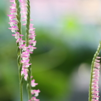 CANON(キヤノン)のレンズ EF100mm F2.8L マクロ IS USM で撮影