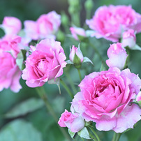 TAMRON(タムロン)のレンズ SP 90mm F/2.8 Di MACRO 1：1 VC USD