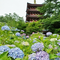 本土寺の紫陽花1