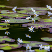CANON(キヤノン)のレンズ EF70-300mm F4.5-5.6 DO IS USM で撮影した