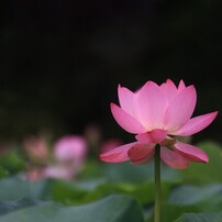CANON(キヤノン)のデジタル一眼EOS 40D で撮影した写真(画像