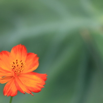 ✨Canon Kiss X7i✨スマホ転送❣️自撮り❣️動画❣️高画質❣️動作良好❣️美品 美品☆ Canon EOS Kiss X7☆スマホ転送☆高画質・動画撮影・超