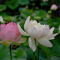 TAMRON(タムロン)のレンズ SP AF90mm F/2.8 Di MACRO 1:1