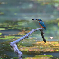 AF VR-NIKKOR 80-400mm 1:4.5-6.5D ED 作例有 Amazon | Nikon Ai AF VR NIKKOR ED 80-400mm F4.5-5.6D | カメラ用