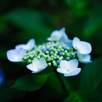 TOKINA(トキナー)のレンズ AT-X M35 PRO DX 35mm F2.8 (ﾆｺﾝ用) で撮影