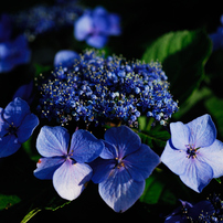 TOKINA(トキナー)のレンズ AT-X M35 PRO DX 35mm F2.8 (ﾆｺﾝ用