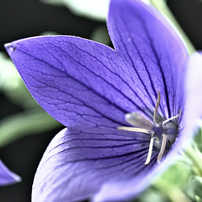TAMRON SP 90mm F/2.8 Di MACRO ニコン用 F004 Tamron SP 90mm F/2.8 Di VC USD 1:1 Macro Lens Review