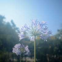 NIKON(ニコン)のレンズ Ai Nikkor 20mm f/2.8S で撮影した写真(画像