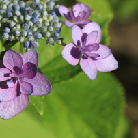 メ*1様 Canon (キヤノン) EF-S60mm F2.8 マクロ USM Amazon.co.jp: Canon 単焦点マクロレンズ EF-S60mm F2.8マクロ