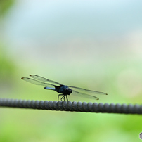 【作例あり】NIKON D700 デジタル一眼レフ 作例あり】ニコン・D700で十分！フルサイズ・デジタル一眼レフの