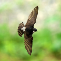 速すぎです!!　イワツバメ君