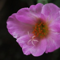 CANON(キヤノン)のレンズ EF-M28mm F3.5 マクロ IS STM で撮影