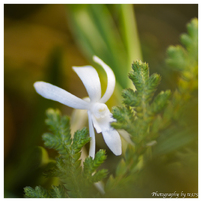 CANON(キヤノン)のレンズ EF50mm F2.5 コンパクトマクロ で撮影