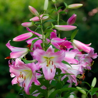 Canon EF70-300mm f4-5.6L IS USM【作例あり】 Canon EF70-300mm F4-5.6L IS USMを徹底解説。作例からレビュー