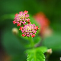 SIGMA(シグマ)のレンズ APO MACRO 150mm F2.8 EX DG OS HSM [ニコン用