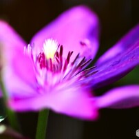 SIGMA(シグマ)のレンズ APO MACRO 150mm F2.8 EX DG OS HSM [ニコン用