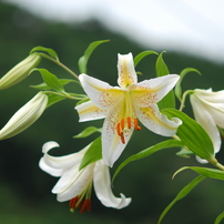 【極上品】作例有 NIKKOR AF MICRO 105mm F2.8 D 極上品】作例有 NIKKOR AF MICRO 105mm F2.8 D 極上品】作例有