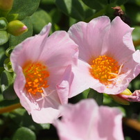 OLYMPUS(オリンパス)のミラーレス一眼OLYMPUS PEN Lite E-PL6 で撮影