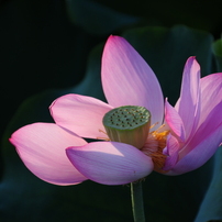 ♥︎◇神レンズ♪ ◇近くも遠くも♪ ◇TAMRON 18-270mm Nikon 価格.com - TAMRON 18-270mm F/3.5-6.3 Di II VC PZD (Model