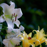 CANON(キヤノン)のレンズ EF85mm F1.8 USM で撮影した写真(画像
