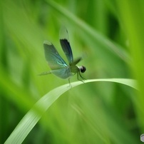 ♥ Nikon D3000 ♥撮影枚数579枚♥スマホ転送♥ 一眼レフ 初心者カメラキット】ニコンのD5300をレンタルしてみた